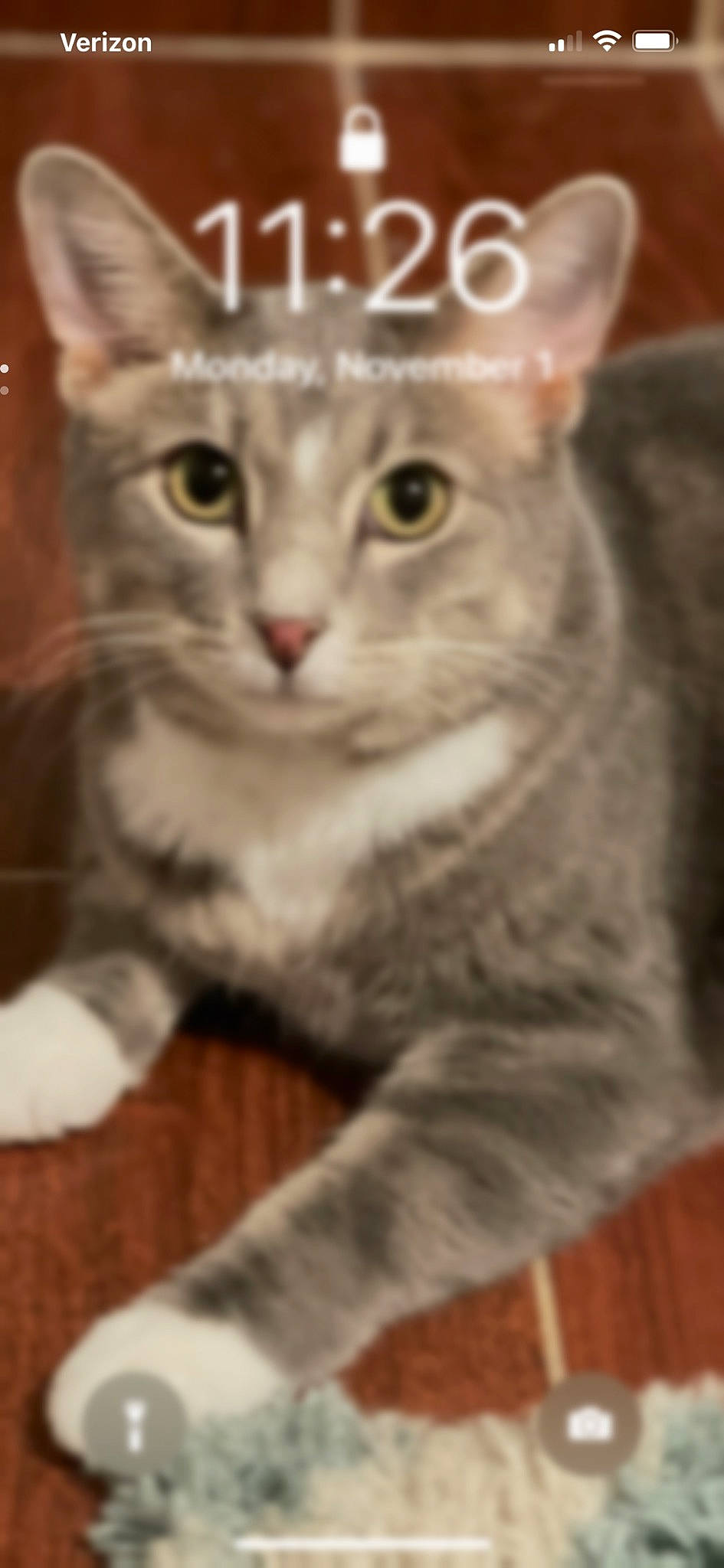 Nipperdoodle joined the competition — help win amazing prizes! carnivore, cat, domestic_short_haired_cat, felidae, fur, hardwood, paw, photo_caption, small_to_medium_sized_cats, snout, terrestrial_animal, whiskers