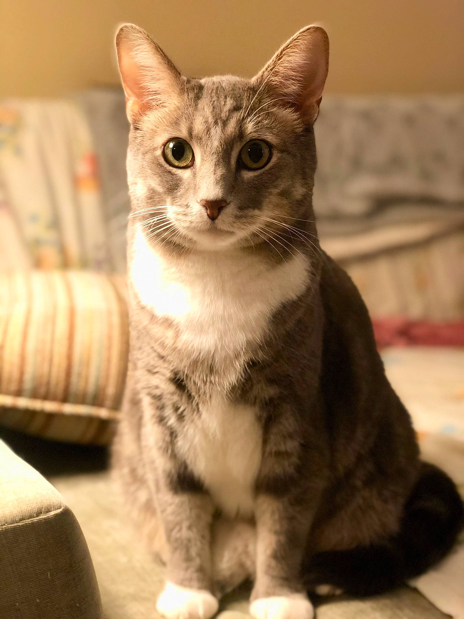 Nipperdoodle is registered to the contest to win money with this photo: carnivore, cat, claw, domestic_short_haired_cat, felidae, fur, iris, paw, serveware, sitting, small_to_medium_sized_cats, snout, tail, terrestrial_animal, whiskers, wildlife, window