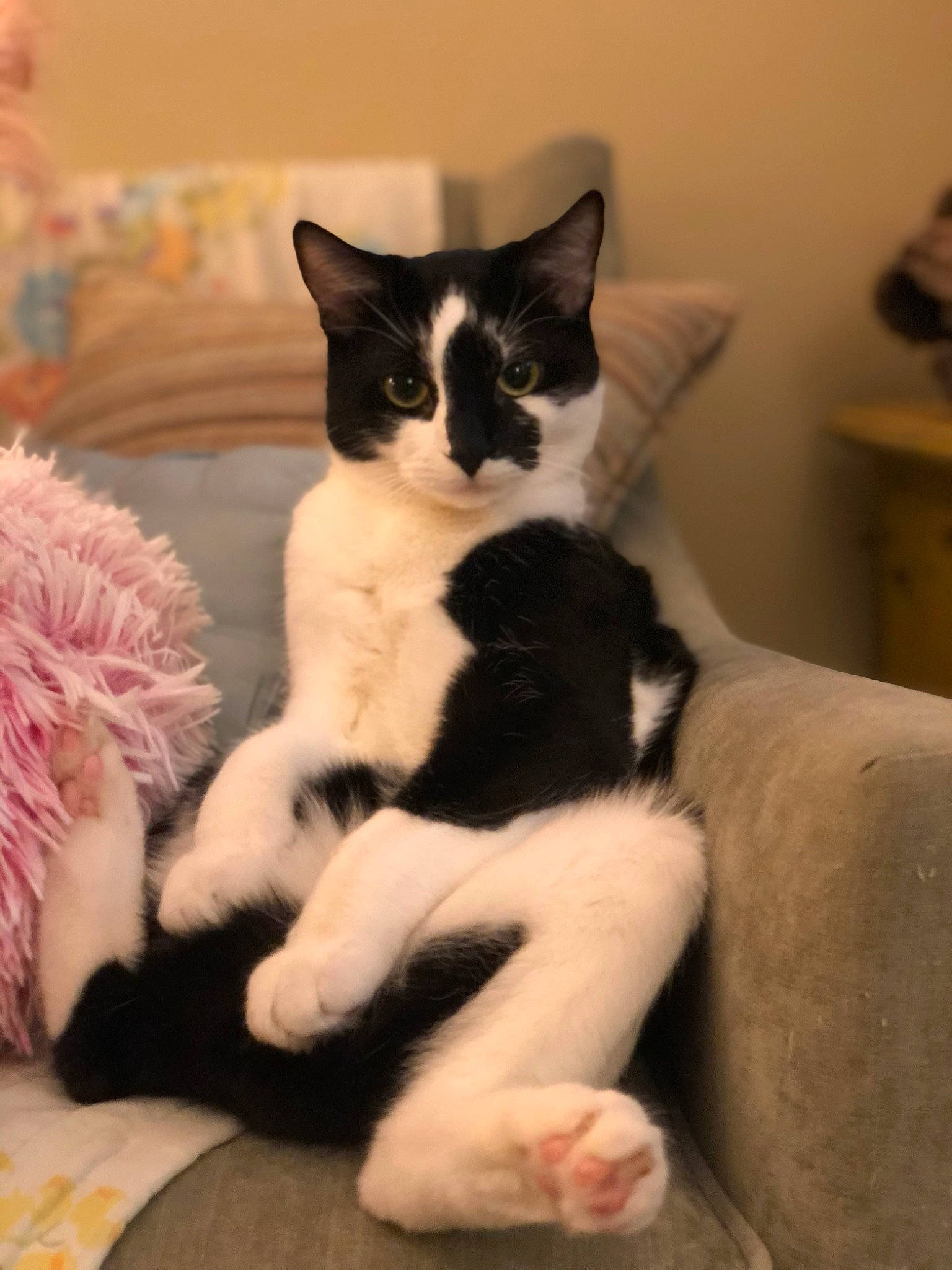 Bobbit is registered to the contest to win money with this photo: carnivore, cat, claw, comfort, domestic_short_haired_cat, felidae, formal_wear, fur, linens, paw, petal, room, sitting, small_to_medium_sized_cats, snout, tail, whiskers