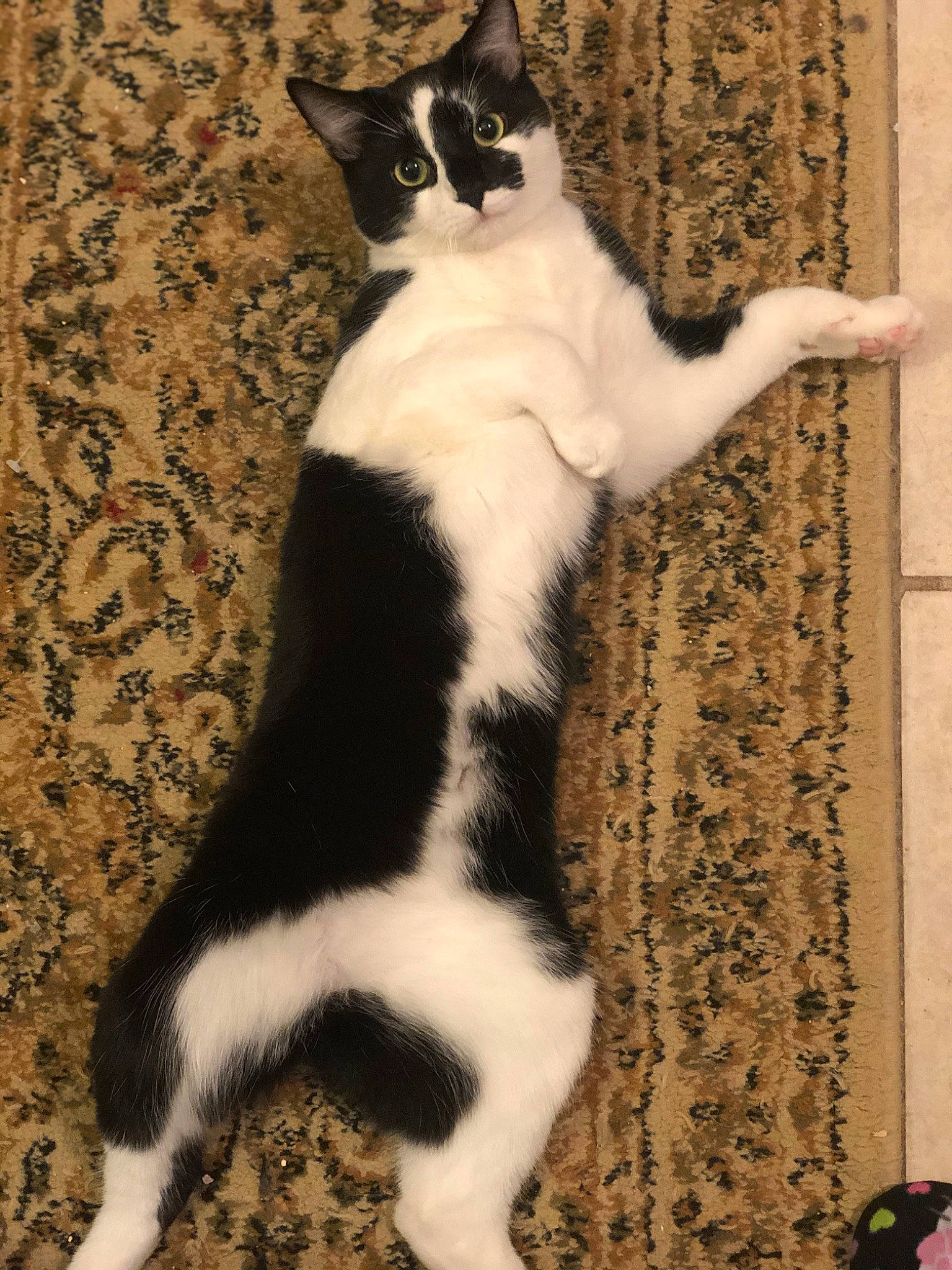 Bobbit is registered to the contest to win money with this photo: carnivore, cat, claw, domestic_short_haired_cat, felidae, flooring, formal_wear, fur, paw, small_to_medium_sized_cats, tail, terrestrial_animal, whiskers, wood