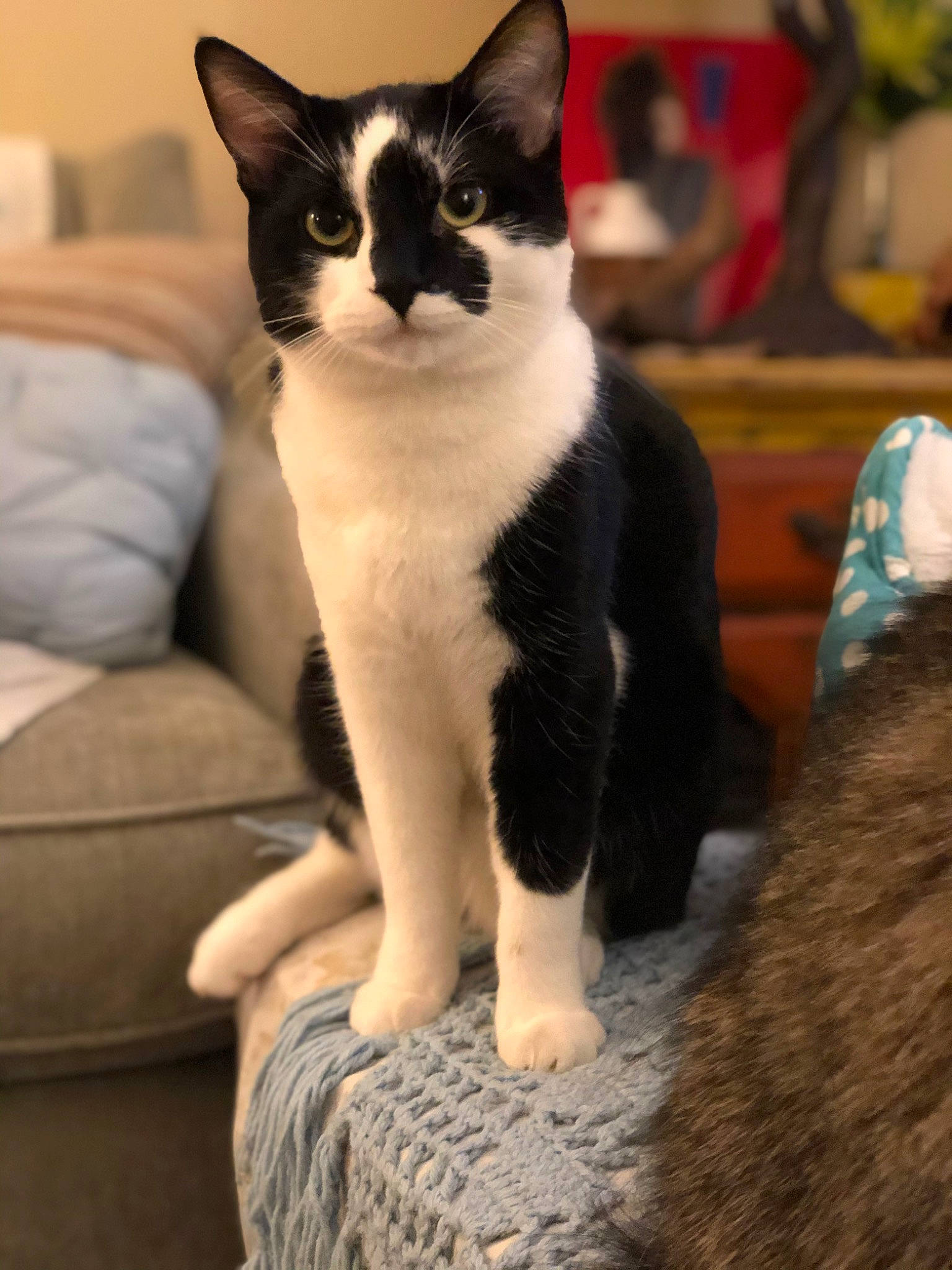 Bobbit joined the competition — help win amazing prizes! carnivore, cat, comfort, domestic_short_haired_cat, eye, felidae, foot, formal_wear, fur, human_leg, leg, monochrome_photography, paw, sitting, small_to_medium_sized_cats, snout, tail, terrestrial_animal, whiskers, wood