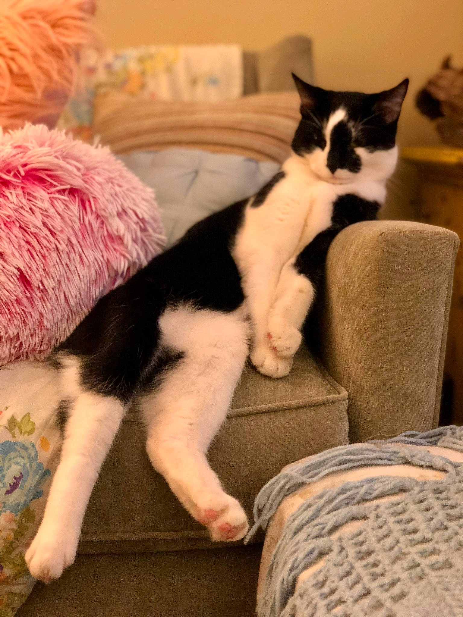 Bobbit joined the competition — help win amazing prizes! carnivore, cat, comfort, companion_dog, couch, domestic_short_haired_cat, felidae, fur, hat, human_leg, lap, linens, paw, room, sitting, small_to_medium_sized_cats, tail, tree, whiskers, wood