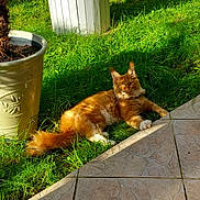 Athos participe au concours pour gagner de l'argent avec cette photo : animal, cat, daylight, ears, feline, fur, garden, ginger_cat, grass, greenery, nature, outdoor, pet, plant_pot, relaxing, shadows, sunlight, table, tile_floor, whiskers