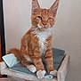 Athos participe au concours pour gagner de l'argent avec cette photo : cat, kitten, orange_cat, white_paws, fluffy, pet, indoor, cat_perch, blanket, feline, cute, whiskers, ears, fur, animal, domestic_animal, resting, young_cat, calm, curious