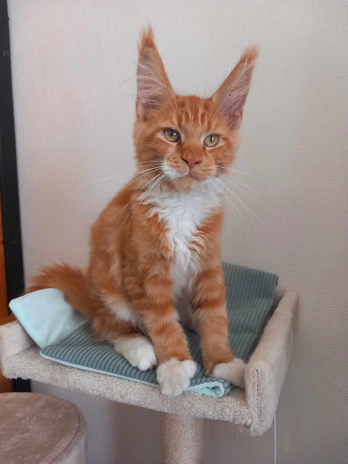 Athos participe au concours pour gagner de l'argent avec cette photo : cat, kitten, orange_cat, white_paws, fluffy, pet, indoor, cat_perch, blanket, feline, cute, whiskers, ears, fur, animal, domestic_animal, resting, young_cat, calm, curious