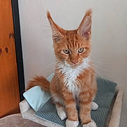 Athos participe au concours pour gagner de l'argent avec cette photo : cat, kitten, orange_cat, white_paws, feline, pet, indoor, cat_perch, blanket, fur, whiskers, ears, cute, domestic_animal, animal, young_cat, portrait, resting, fluffy, tabby