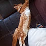 Athos participe au concours pour gagner de l'argent avec cette photo : cat, comfort, couch, feline, fluffy, fur, ginger_cat, household, indoor, leather, paw, pet, relaxed, resting, sleeping, stitching, stretching, tail, whiskers, white_pillow