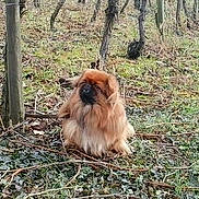 Eliot a rejoint le concours — aidez-le/la à gagner de superbes lots ! canidae, carnivore, companion_dog, dog, dog_breed, fawn, forest, grass, liver, mammal, pekingese, plant, pomeranian, sporting_group, tibetan_spaniel, toy_dog, tree, vertebrate
