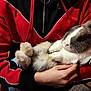 Anatole a rejoint le concours — aidez-le/la à gagner de superbes lots ! angora_rabbit, cat, claw, domestic_rabbit, fur, rabbit, rabbits_and_hares, whiskers
