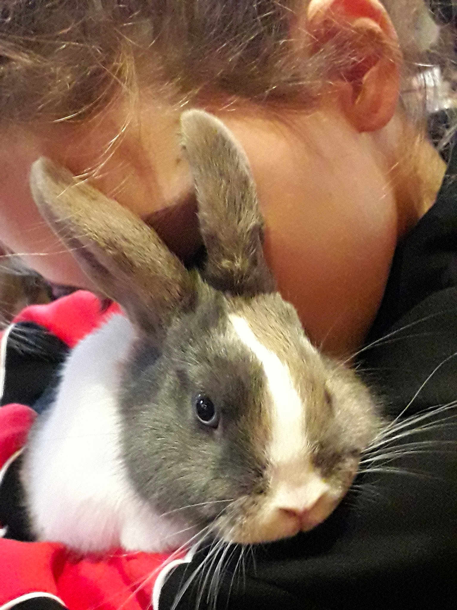 Anatole participe au concours pour gagner de l'argent avec cette photo : domestic_rabbit, ear, fawn, mammal, organism, rabbit, rabbits_and_hares, snout, whiskers