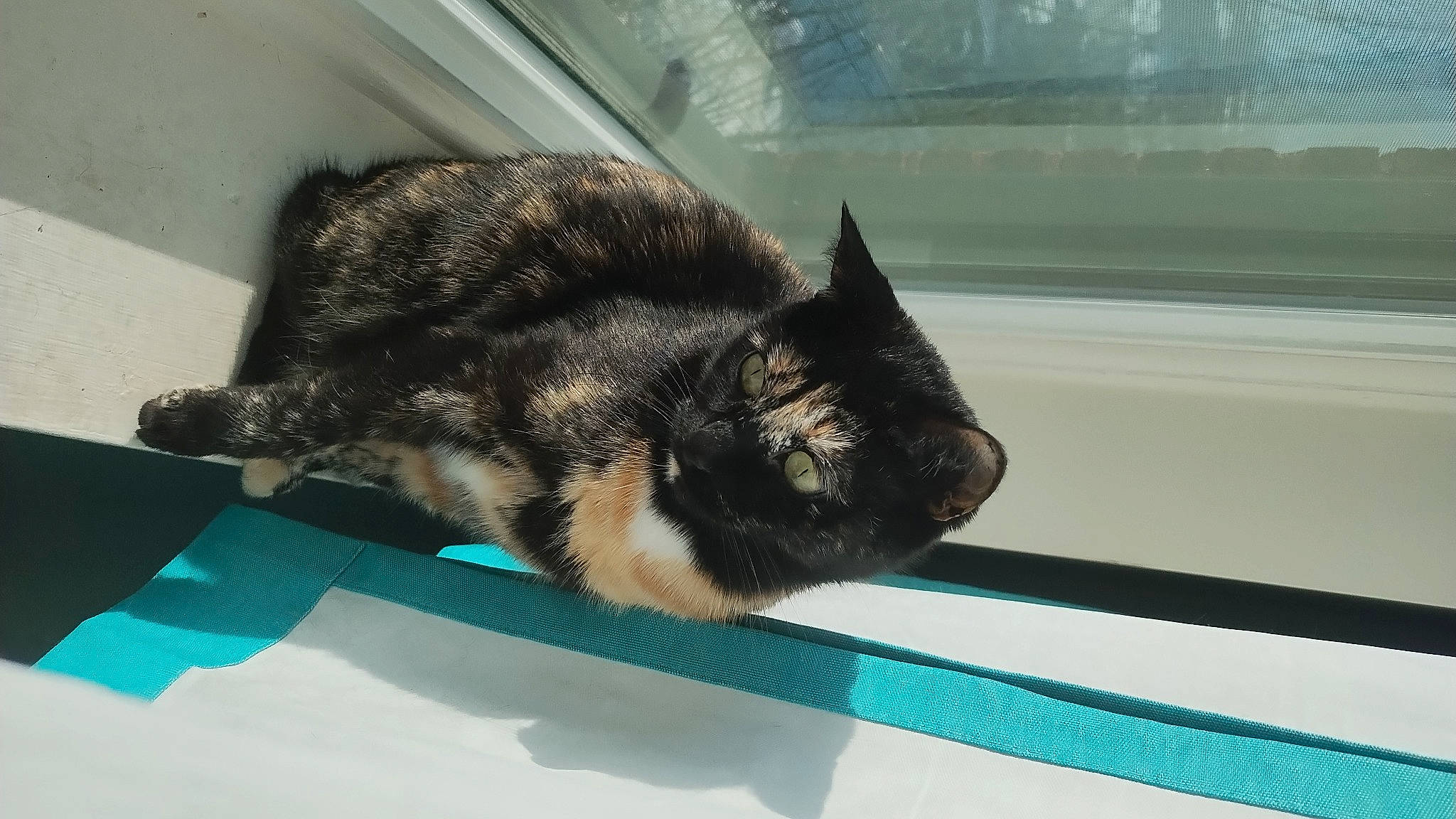 Chloe is registered to the contest to win money with this photo: carnivore, cat, claw, comfort, domestic_short_haired_cat, eye, felidae, flooring, fur, glass, nap, paw, rectangle, sleep, small_to_medium_sized_cats, tail, terrestrial_animal, whiskers, window, windshield