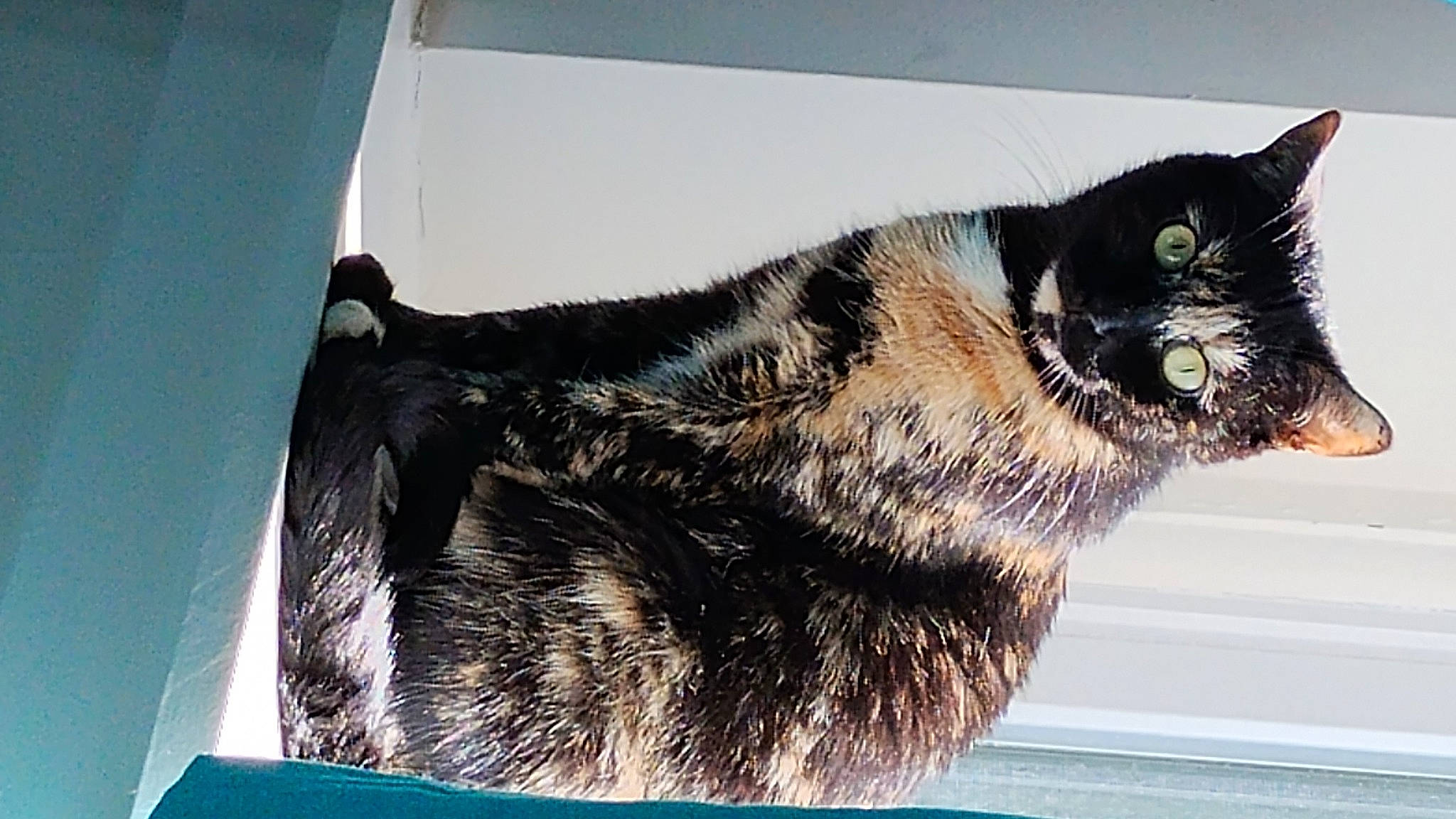 Chloe joined the competition — help win amazing prizes! black_cat, carnivore, cat, claw, domestic_short_haired_cat, felidae, foot, fur, paw, rectangle, small_to_medium_sized_cats, snout, tail, terrestrial_animal, whiskers, window