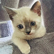 Sir Cutezy joined the competition — help win amazing prizes! animal, blanket, cat, closeup, cozy, curious, cute, ears, eyes, feline, fur, indoor, kitten, paws, pet, portrait, resting, soft, whiskers, young