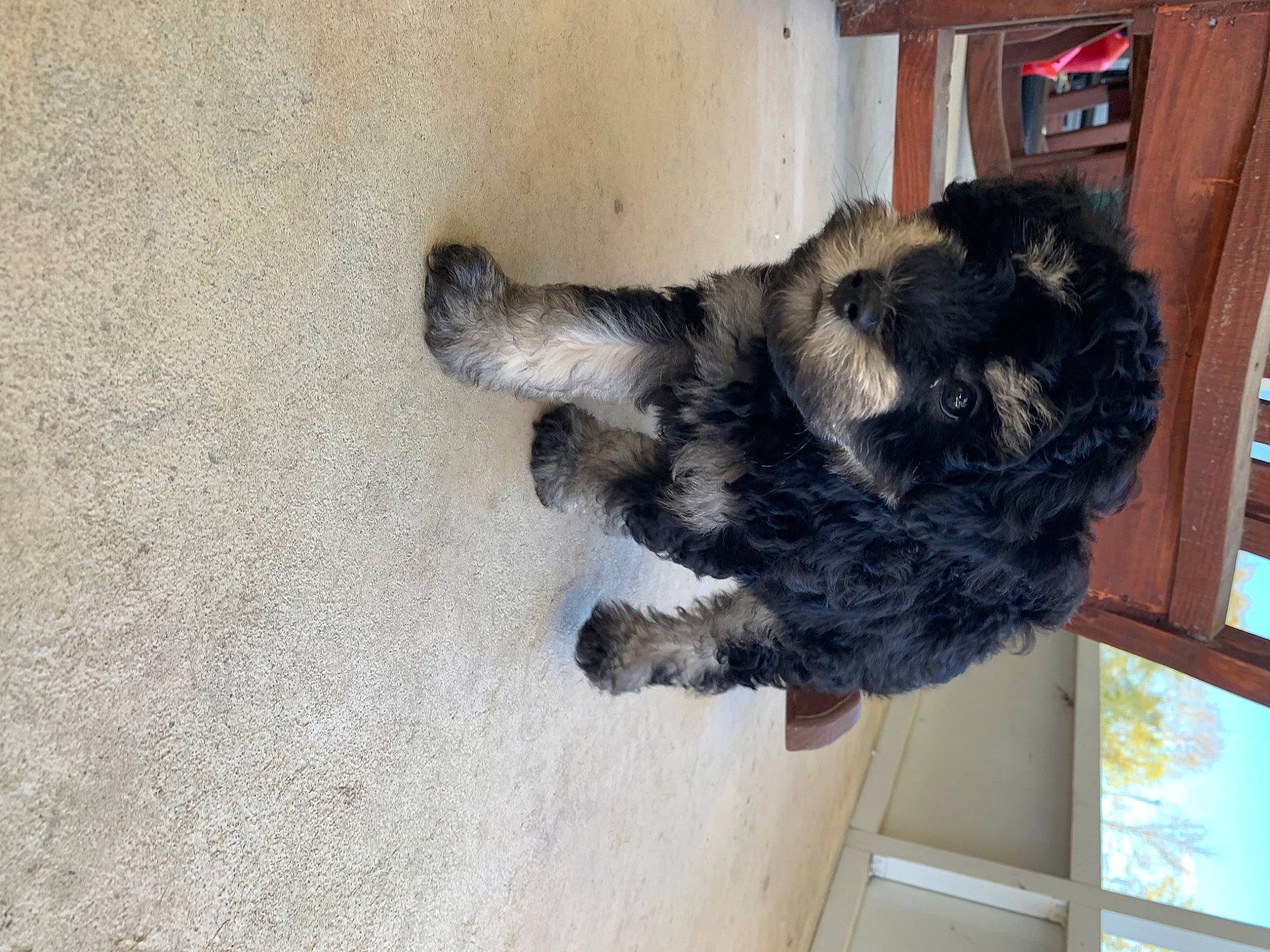 Elmer joined the competition — help win amazing prizes! carnivore, claw, companion_dog, dog_breed, domestic_short_haired_cat, felidae, flooring, fur, hardwood, paw, small_to_medium_sized_cats, sporting_group, tail, terrestrial_animal, whiskers, window, wood