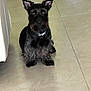 Skippy is registered to the contest to win money with this photo: dog, black_dog, pet, indoor, floor, tile, fur, ears, collar, sitting, animal, beard, cute, companion, looking, attention, domestic, house, mammal, friendly