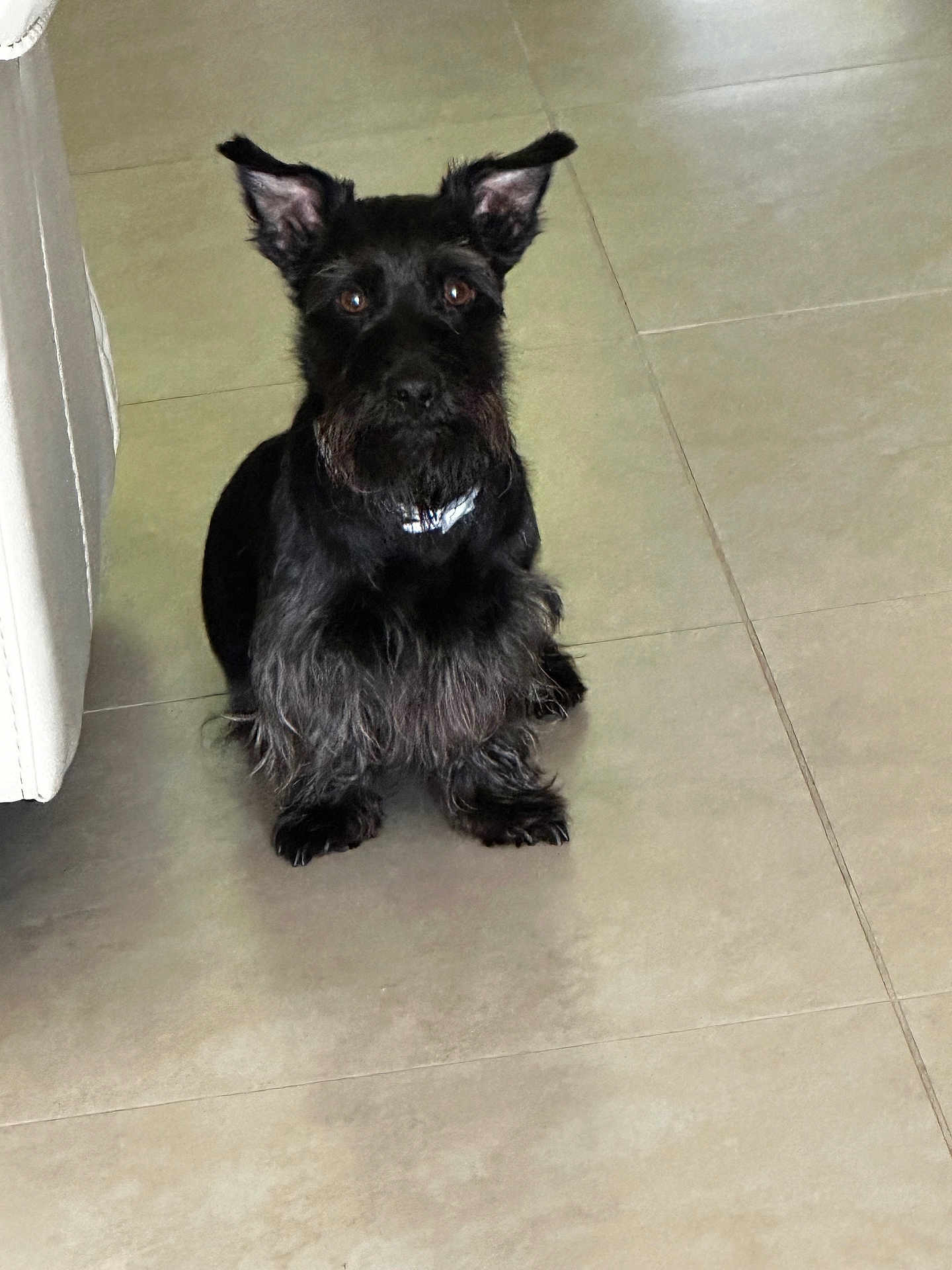 Skippy