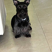 Skippy joined the competition — help win amazing prizes! dog, black_dog, pet, indoor, floor, tile, fur, ears, collar, sitting, animal, beard, cute, companion, looking, attention, domestic, house, mammal, friendly