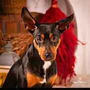 Snoopy a rejoint le concours — aidez-le/la à gagner de superbes lots ! alert, animal, black, brown, companion, cozy, curious, cute, decor, dog, domestic, ears, expression, furniture, indoor, pet, portrait, red, tan, wicker