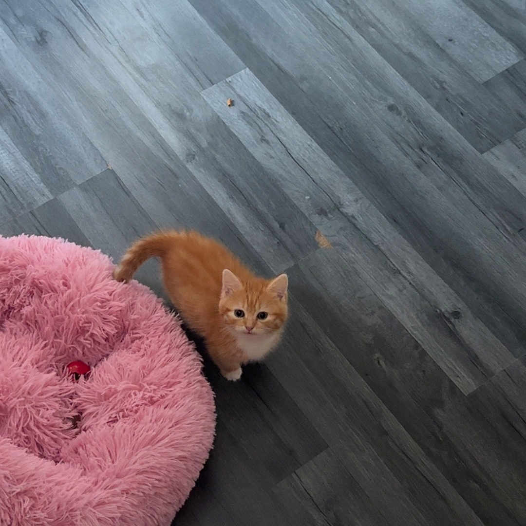 Bella joined the competition — help win amazing prizes! animal, cozy, curious, cute, domestic_cat, feline, floor, fluffy, home, indoor, kitten, looking_up, orange_cat, pet, pet_bed, pink_bed, playful, small, wooden_floor, young_cat
