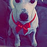 animal, attention, bow_tie, companion, couch, cute, dog, domestic_animal, ears, face, friendly, fur, indoor, looking, pet, portrait, red_bow, sitting, small_dog, white_dog