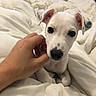 animal, bed, black_spots, blanket, closeup, comfort, cozy, cute, dog, domestic_animal, ears, fur, hand, indoor, nose, petting, puppy, resting, white, young_dog