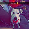blanket, bow_tie, casual, comfort, couch, dog, elderly_person, face, furniture, home, indoor, living_room, looking_at_camera, pet, portrait, red_clothing, seated, snapchat_overlay, white_dog, woman