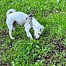 Tya a rejoint le concours — aidez-le/la à gagner de superbes lots ! dog, white_dog, grass, greenery, outdoor, nature, pet, canine, sniffing, curious, harness, small_dog, animal, exploring, ground, daylight, fur, tail, ears, snout