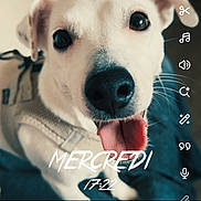 Tya participe au concours pour gagner de l'argent avec cette photo : dog, white_dog, pet, tongue_out, close_up, happy, cute, animal, face, ears, black_nose, indoor, blurred_background, smartphone_screen, app_interface, text_overlay, time_display, french_text, love_hearts, photo_editing