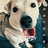animal, app_interface, black_nose, blurred_background, close_up, cute, dog, ears, face, french_text, happy, indoor, love_hearts, pet, photo_editing, smartphone_screen, text_overlay, time_display, tongue_out, white_dog