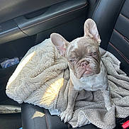 Sushi is registered to the contest to win money with this photo: french_bulldog, puppy, dog, blanket, car_seat, leather_seat, pet, animal, cute, small_dog, indoors, car_interior, seatbelt, resting, young_dog, fur, ears, paw, snout, pet_owner