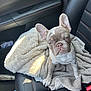 french_bulldog, puppy, dog, blanket, car_seat, leather_seat, pet, animal, cute, small_dog, indoors, car_interior, seatbelt, resting, young_dog, fur, ears, paw, snout, pet_owner