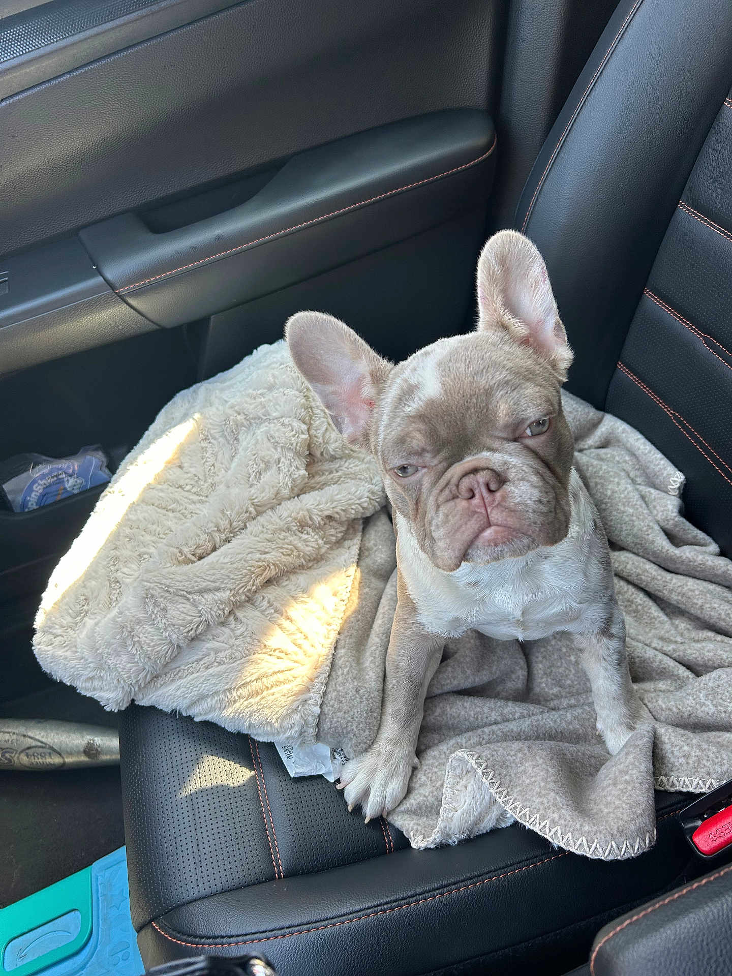 Sushi is registered to the contest to win money with this photo: french_bulldog, puppy, dog, blanket, car_seat, leather_seat, pet, animal, cute, small_dog, indoors, car_interior, seatbelt, resting, young_dog, fur, ears, paw, snout, pet_owner