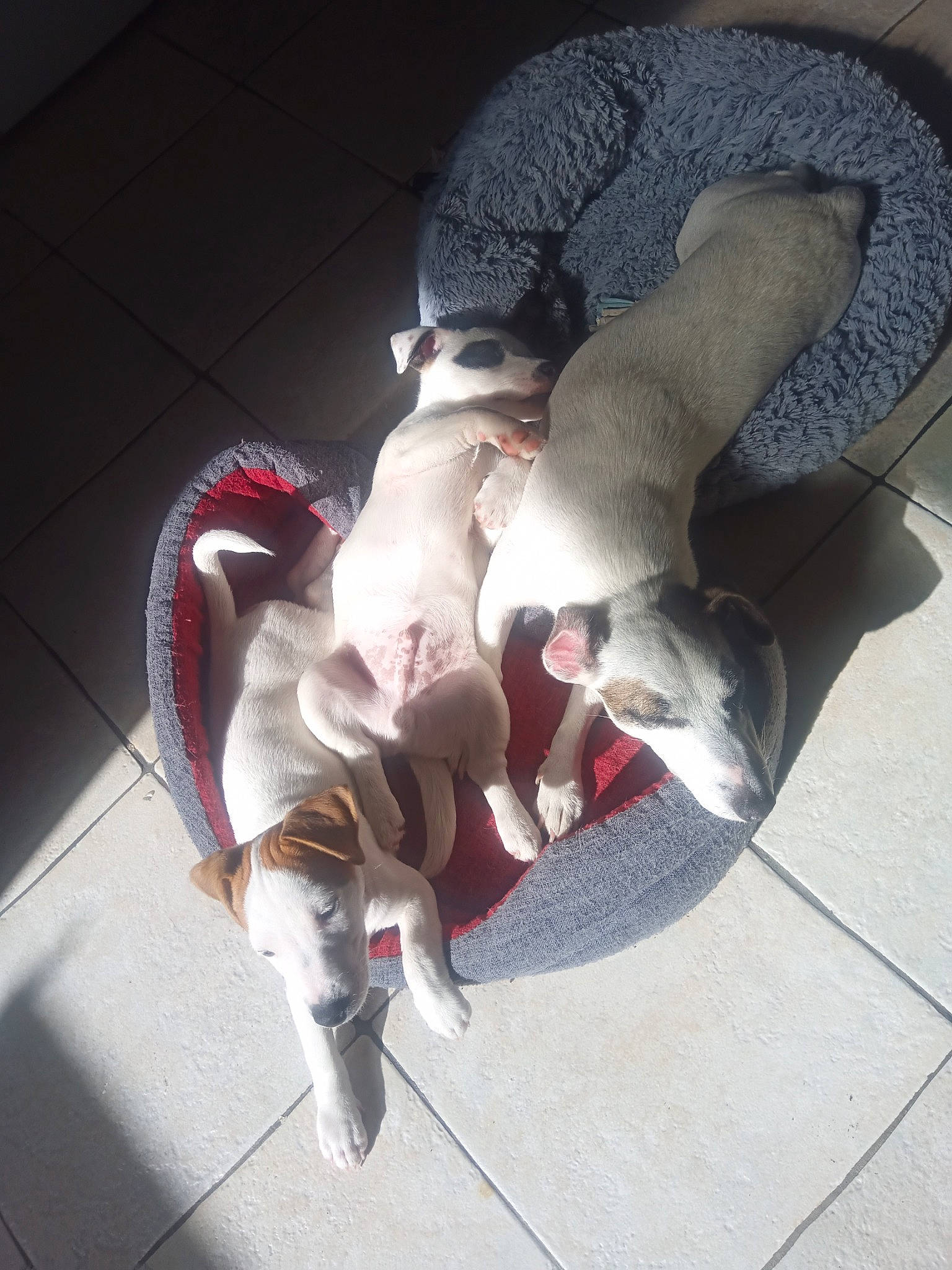 Koda a rejoint le concours — aidez-le/la à gagner de superbes lots ! angel, art, automotive_lighting, carmine, cg_artwork, feather, fictional_character, flooring, human_leg, mythical_creature, petal, sculpture, tail, wing