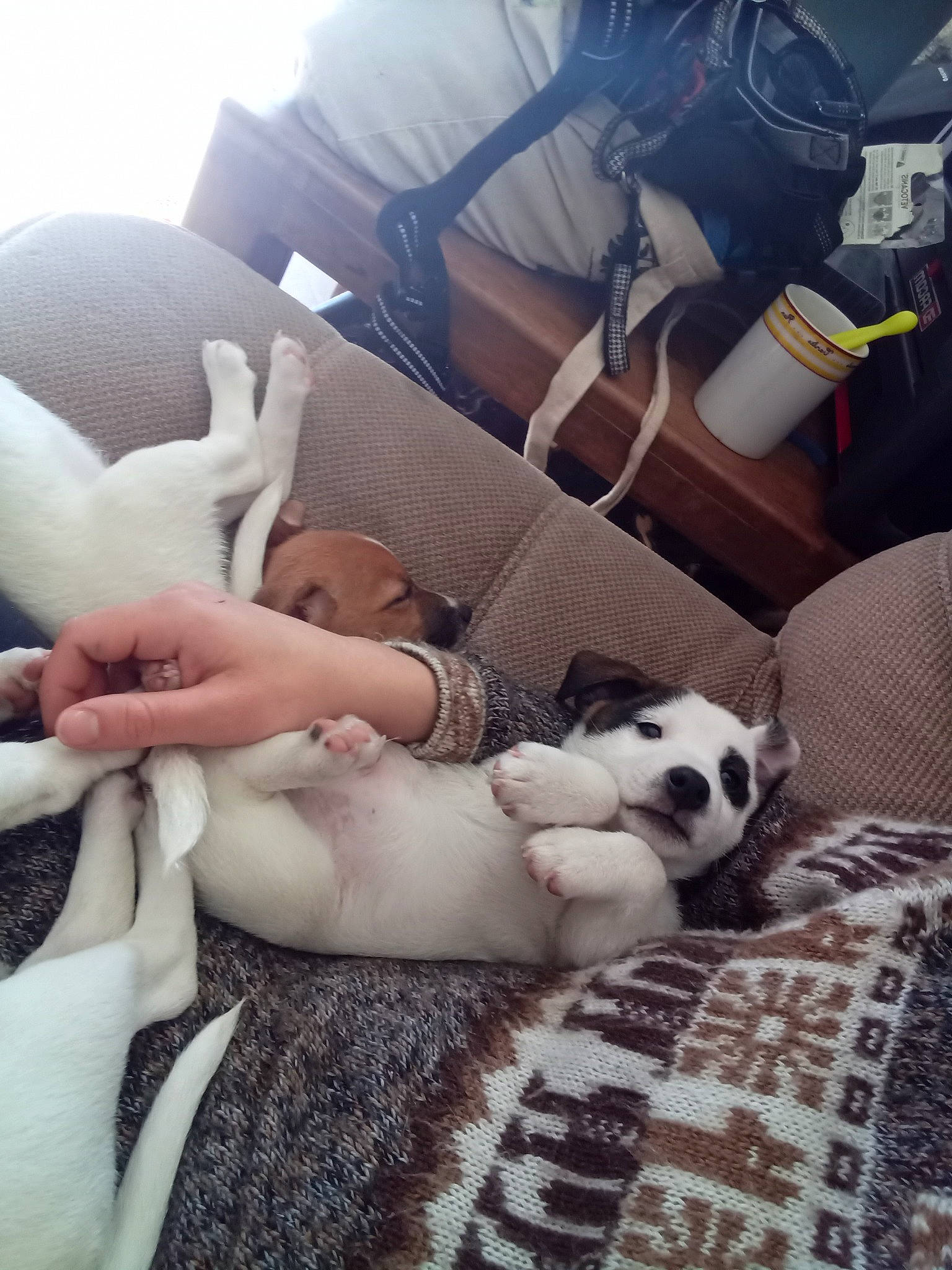 Koda a rejoint le concours — aidez-le/la à gagner de superbes lots ! chair, comfort, companion_dog, cool, eyewear, fawn, fur, grass, human_leg, knee, lap, mammal, sitting, stuffed_toy, textile, thigh, toy, trunk, vertebrate, white