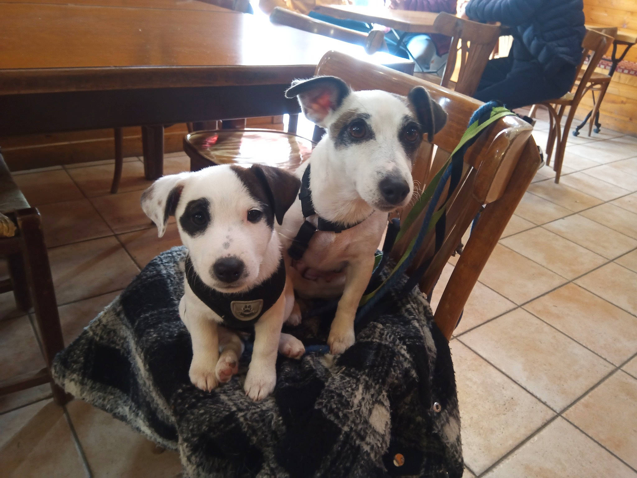 Koda participe au concours pour gagner de l'argent avec cette photo : canidae, carnivore, chair, collar, companion_dog, dog, dog_breed, dog_collar, dog_supply, fawn, flooring, furniture, hardwood, pet_supply, snout, sporting_group, table, whiskers, wood, working_animal