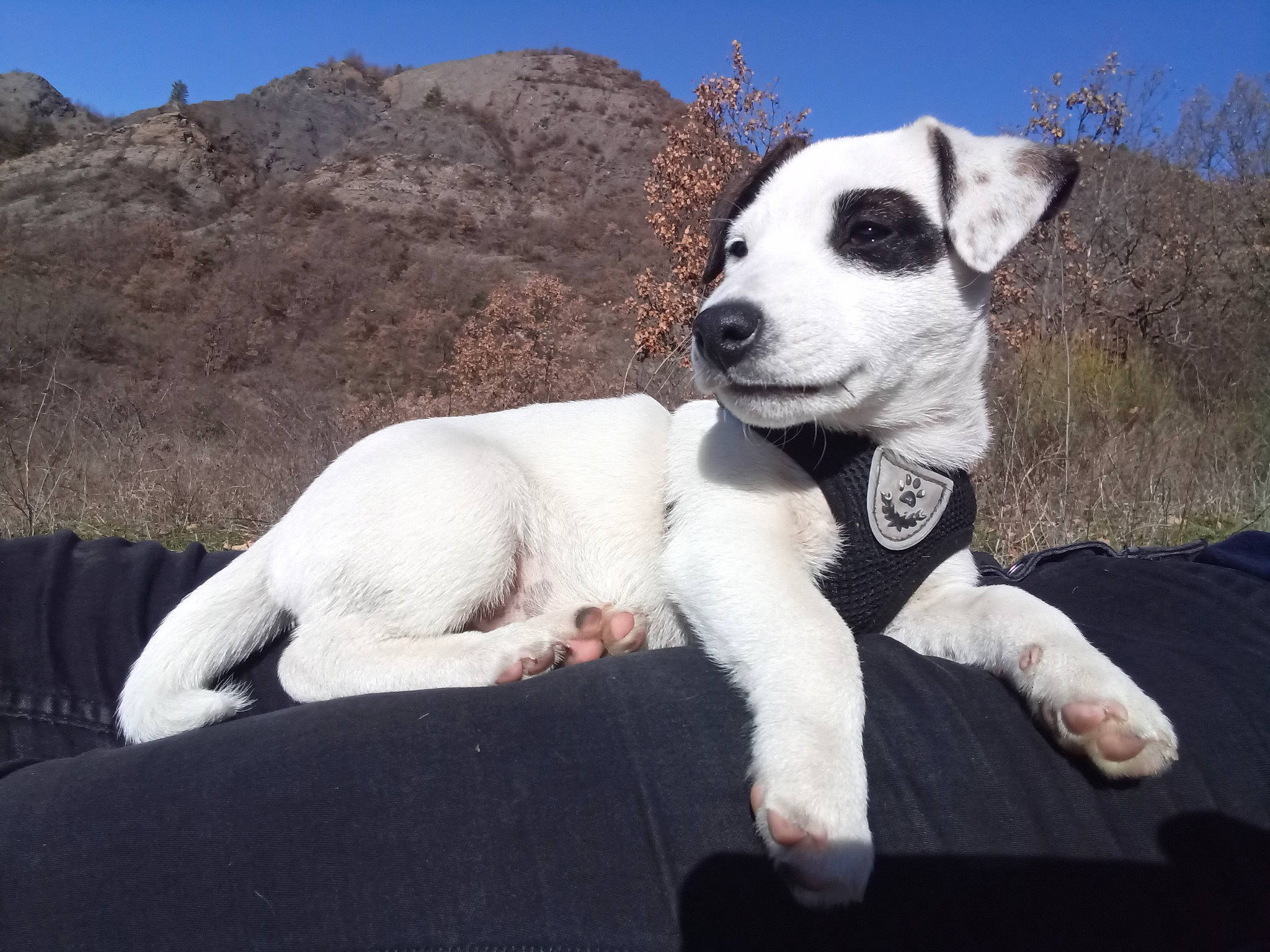 Koda participe au concours pour gagner de l'argent avec cette photo : adventure, canidae, carnivore, collar, companion_dog, dog, dog_breed, dog_collar, fawn, grass, landscape, mountain, paw, puppy, sky, snout, sporting_group, tail, terrier, working_animal