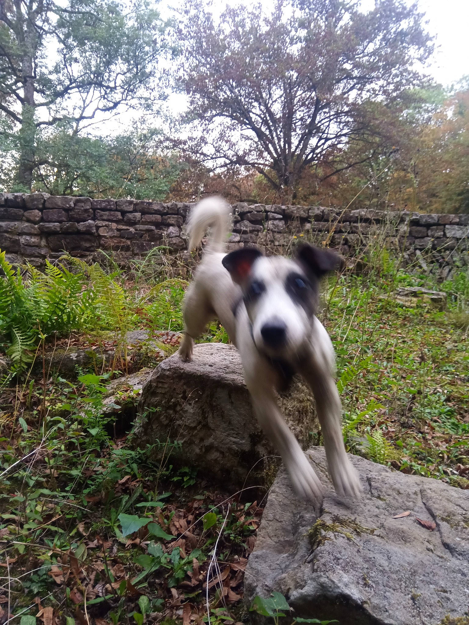 Yoko participe au concours pour gagner de l'argent avec cette photo : adventure, canidae, carnivore, companion_dog, dog, dog_breed, forest, grass, hunting_dog, landscape, non_sporting_group, plant, sky, soil, street_dog, tail, tree, woodland, working_animal, working_dog