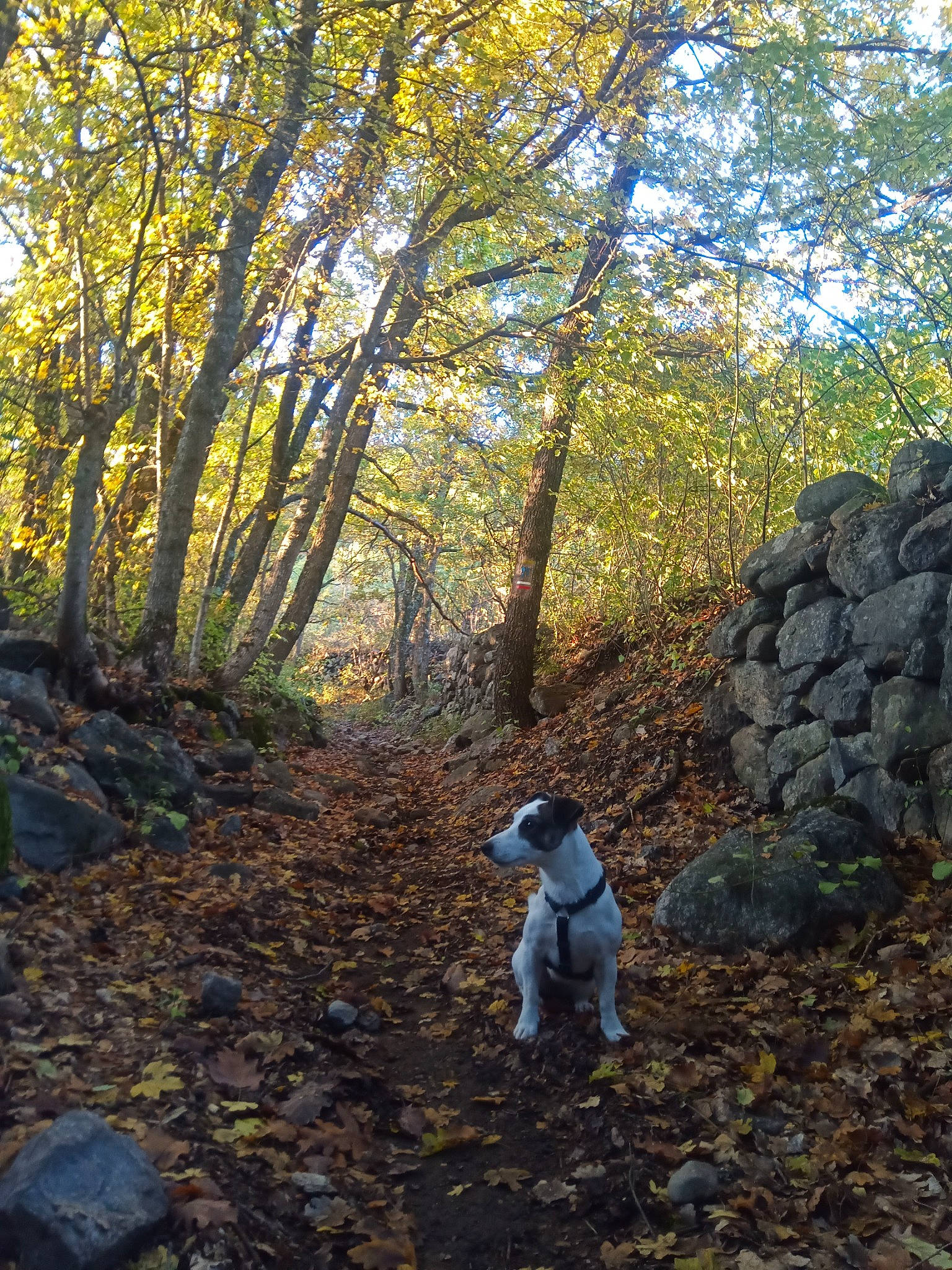 Yoko a rejoint le concours — aidez-le/la à gagner de superbes lots ! bedrock, carnivore, companion_dog, deciduous, dog, dog_breed, forest, grass, landscape, natural_landscape, people_in_nature, plant, recreation, soil, temperate_broadleaf_and_mixed_forest, trail, tree, trunk, wood, woodland