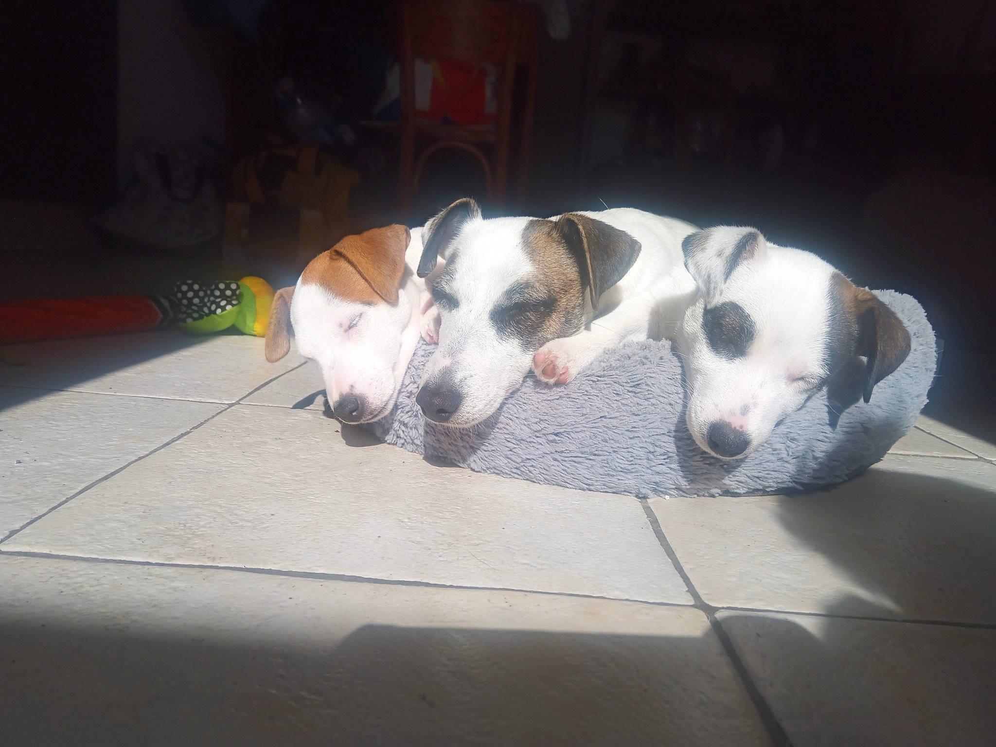 Yoko participe au concours pour gagner de l'argent avec cette photo : canidae, carnivore, companion_dog, dog, dog_breed, dog_supply, flooring, non_sporting_group, paw, pet_supply, snout, sporting_group, whiskers, working_animal