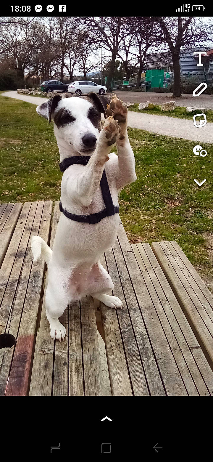 Yoko a rejoint le concours — aidez-le/la à gagner de superbes lots ! canidae, carnivore, collar, companion_dog, deck, dog, dog_breed, dog_collar, dog_supply, fawn, guard_dog, hardwood, leash, non_sporting_group, pet_supply, plank, tail, wood, wood_flooring, working_animal