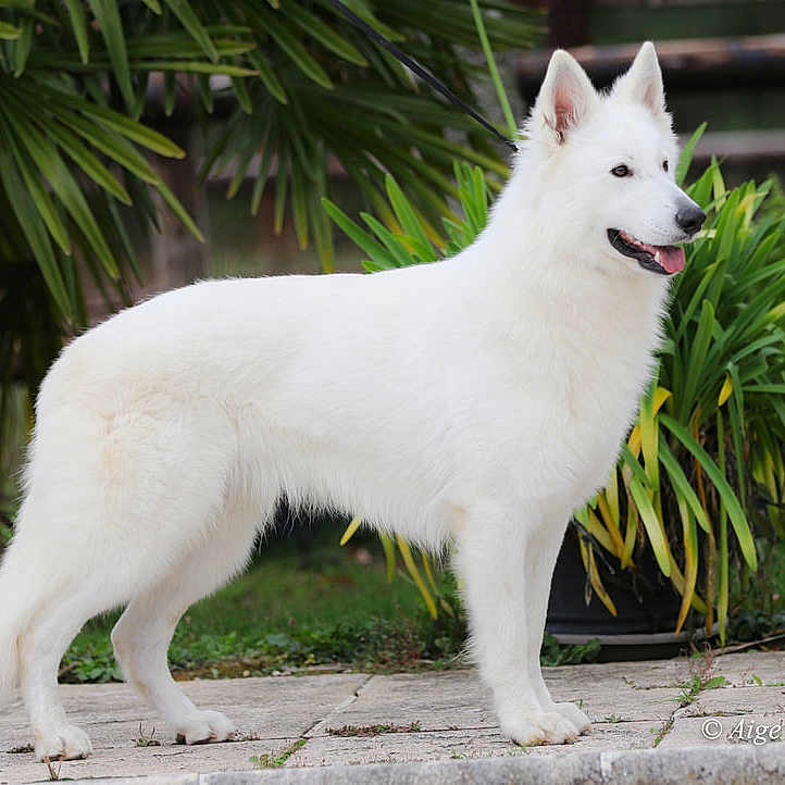 Tchoupi participe au concours pour gagner de l'argent avec cette photo : animal, arcticfox, canine, coyote, dog, eskimodog, flagstone, fox, husky, path, pet, plant, puppy, walkway, whitedog, wolf