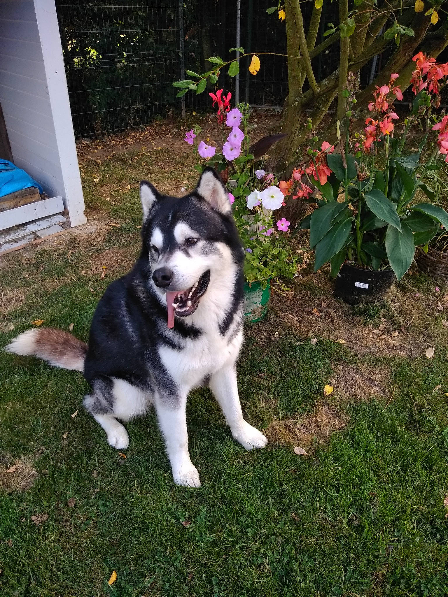 Nyko participe au concours pour gagner de l'argent avec cette photo : ancient_dog_breeds, annual_plant, backyard, canidae, carnivore, collar, companion_dog, dog, dog_breed, dog_supply, fur, garden, shrub, sled_dog, sporting_group, working_animal, working_dog, yard