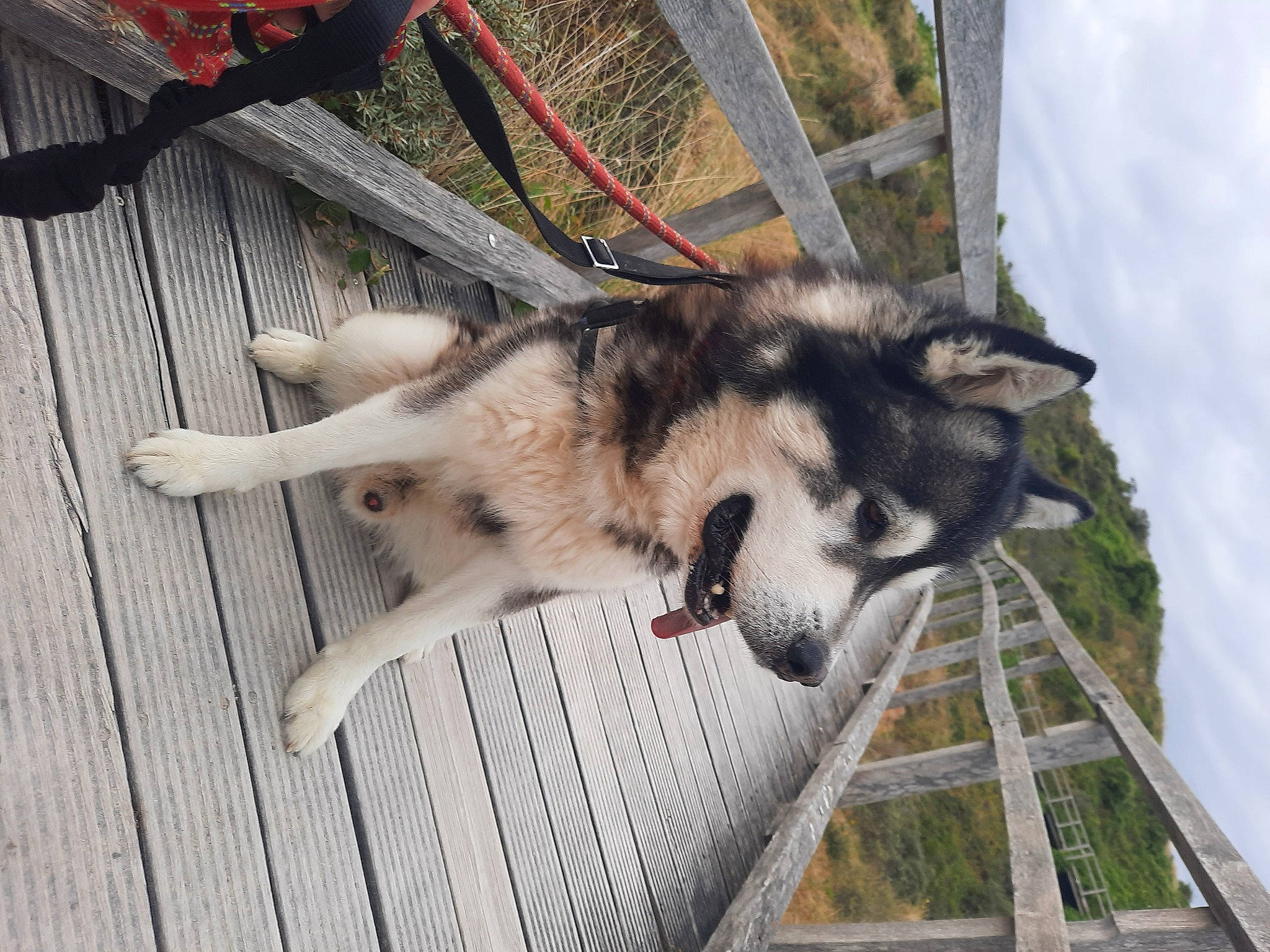 Nyko participe au concours pour gagner de l'argent avec cette photo : ancient_dog_breeds, canadian_eskimo_dog, canis, carnivore, cloud, companion_dog, dog, dog_breed, fur, herding_dog, siberian_husky, sled_dog, snout, sporting_group, tail, terrestrial_animal, wildlife, wolf, working_animal, working_dog
