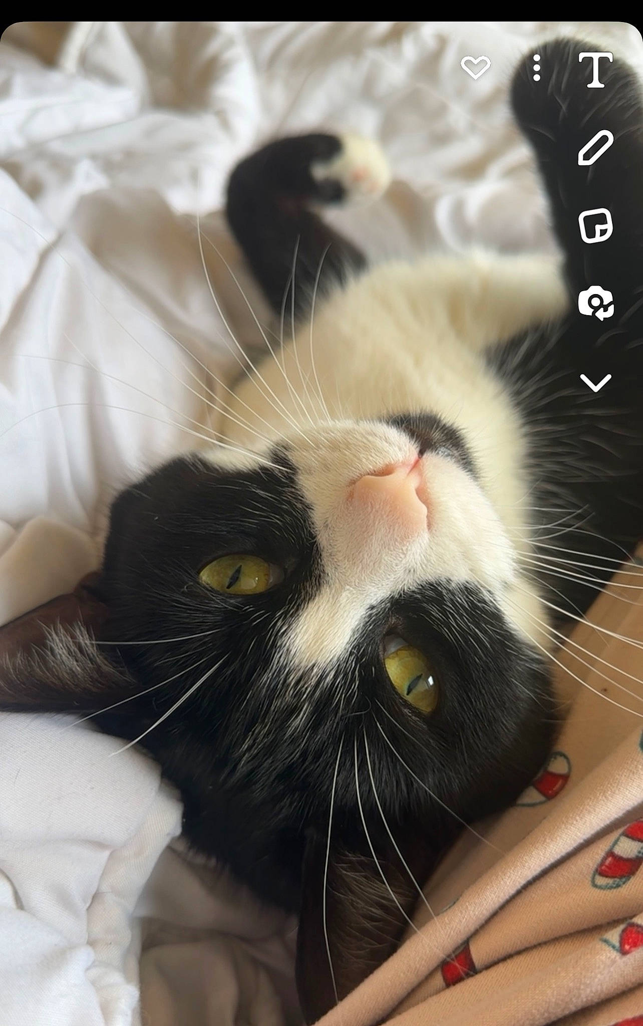 Yoko participe au concours pour gagner de l'argent avec cette photo : carnivore, cat, claw, close_up, comfort, domestic_short_haired_cat, ear, eye, eyelash, felidae, fur, head, leg, nose, paw, small_to_medium_sized_cats, snout, tail, textile, whiskers