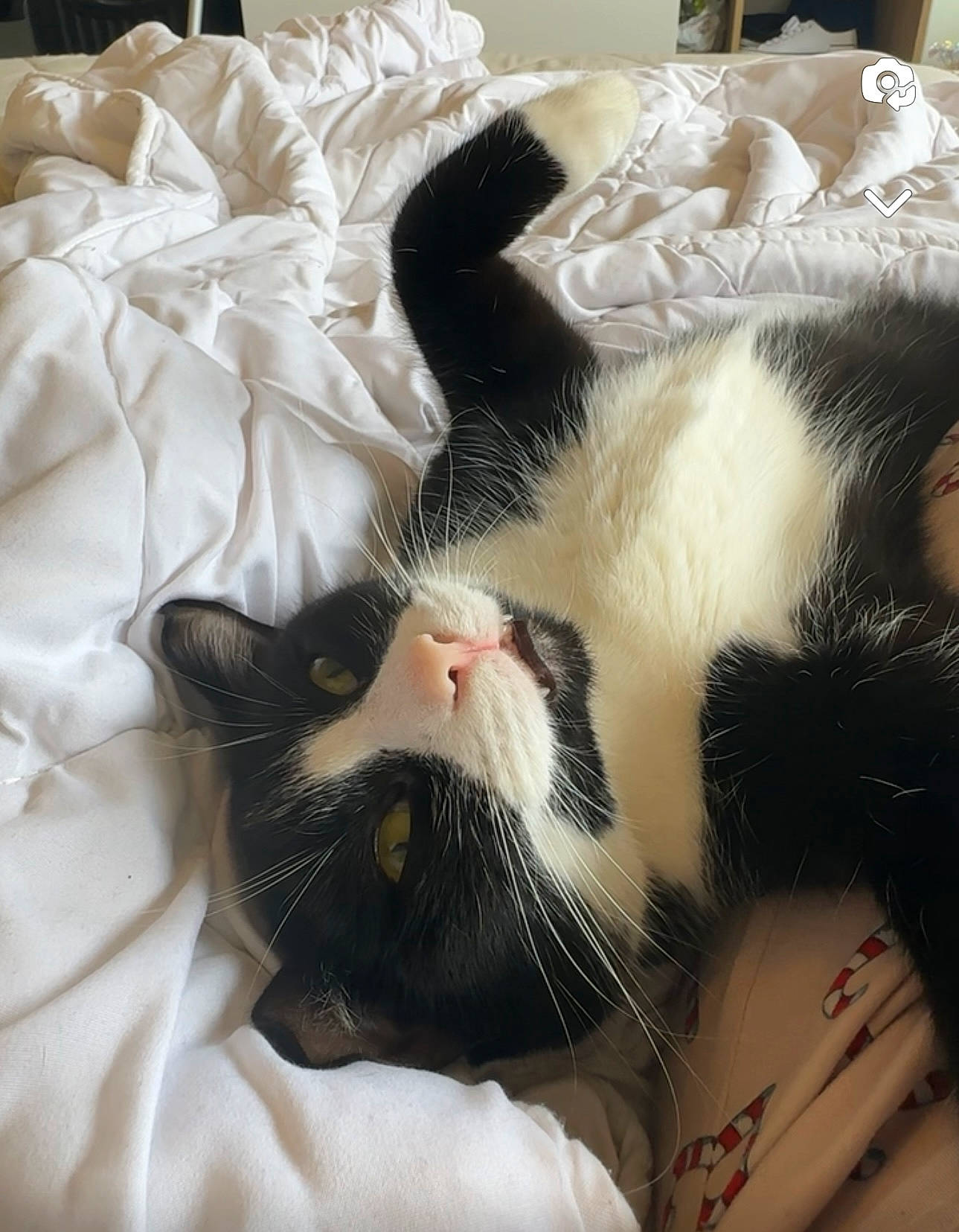 Yoko a rejoint le concours — aidez-le/la à gagner de superbes lots ! carnivore, cat, claw, comfort, domestic_short_haired_cat, felidae, foot, fur, linens, nap, paw, sleep, small_to_medium_sized_cats, snout, tail, terrestrial_animal, whiskers