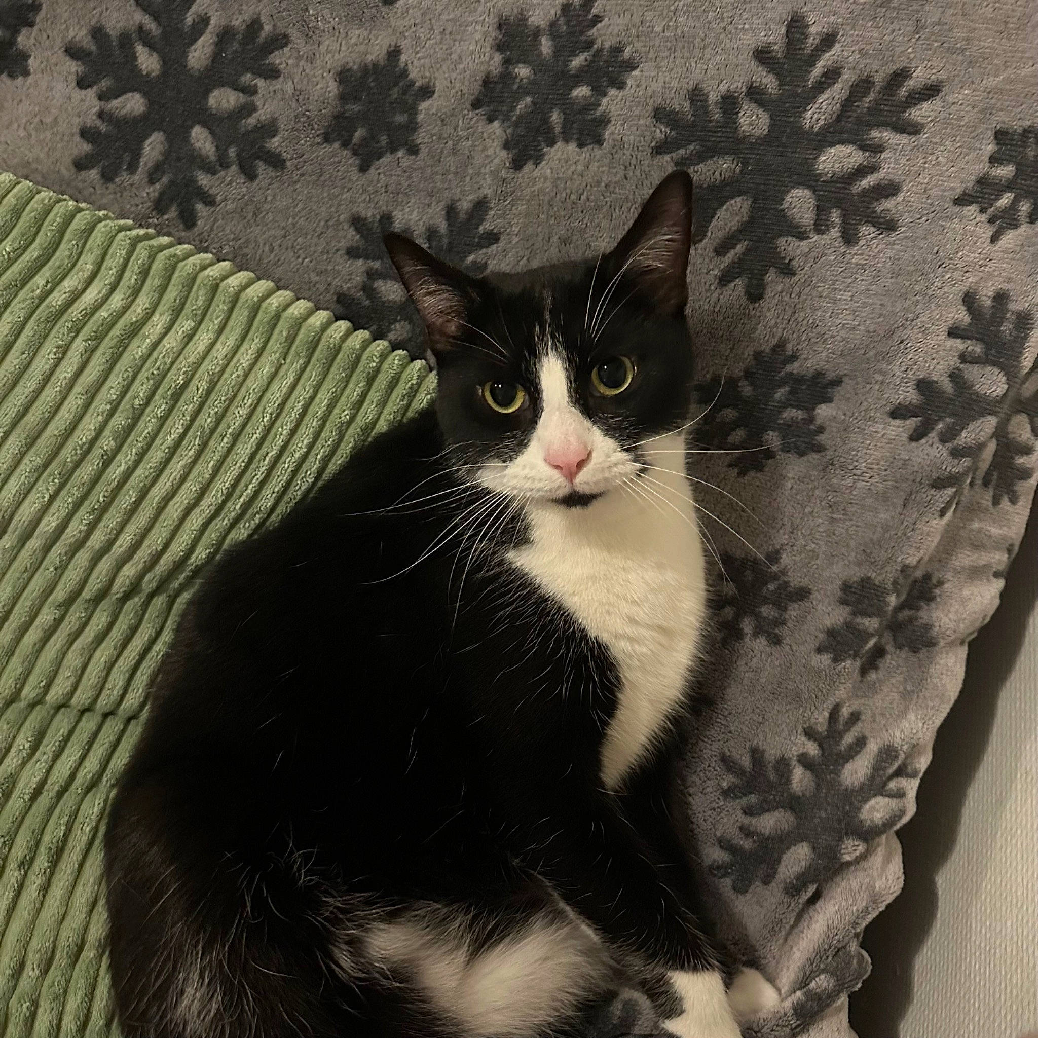 Yoko participe au concours pour gagner de l'argent avec cette photo : carnivore, cat, comfort, domestic_short_haired_cat, felidae, fur, linens, pattern, paw, plant, small_to_medium_sized_cats, snout, tail, whiskers