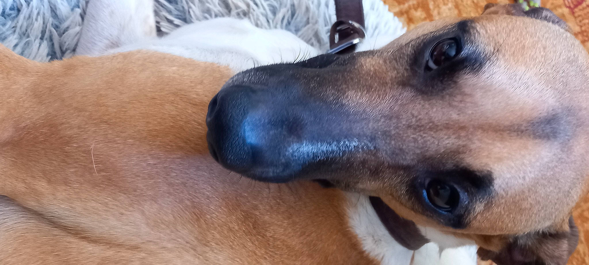 Hermès participe au concours pour gagner de l'argent avec cette photo : canidae, carnivore, collar, companion_dog, dog, dog_breed, dog_collar, ear, fawn, fur, guard_dog, jaw, liver, pet_supply, snout, sporting_group, terrestrial_animal, whiskers, working_animal, working_dog