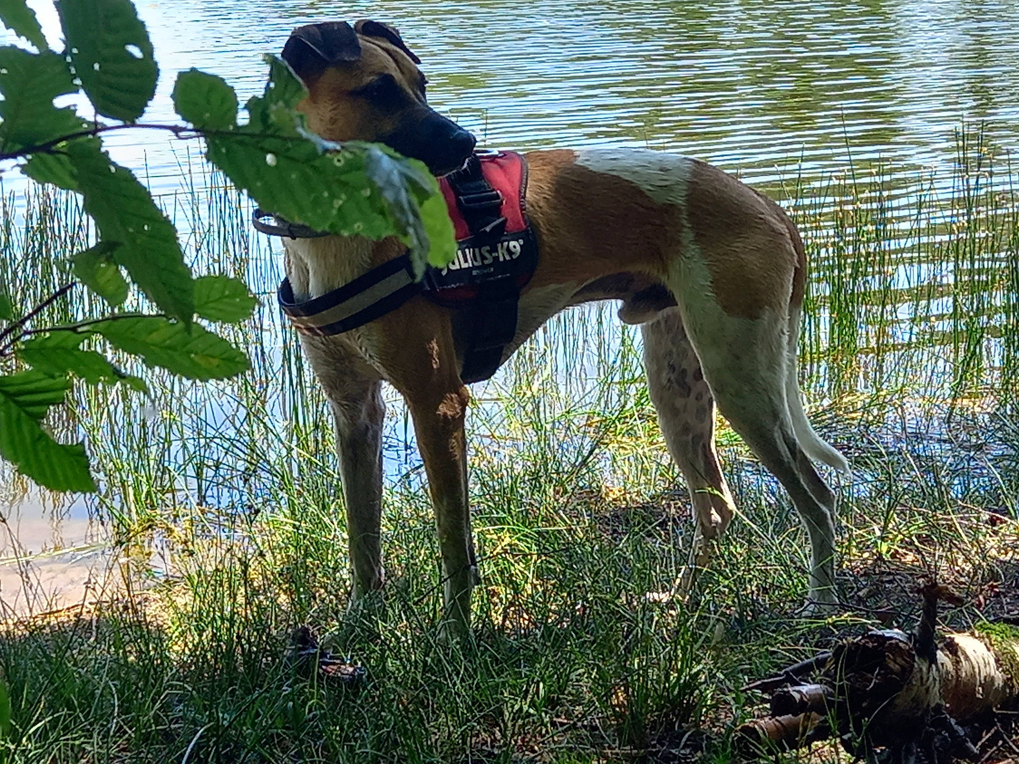 Hermès a rejoint le concours — aidez-le/la à gagner de superbes lots ! carnivore, collar, companion_dog, dog, dog_breed, dog_collar, dog_sports, dog_supply, fawn, grass, gun_dog, lake, mudhol_hound, pet_supply, plant, rampur_greyhound, sighthound, tail, water, working_animal