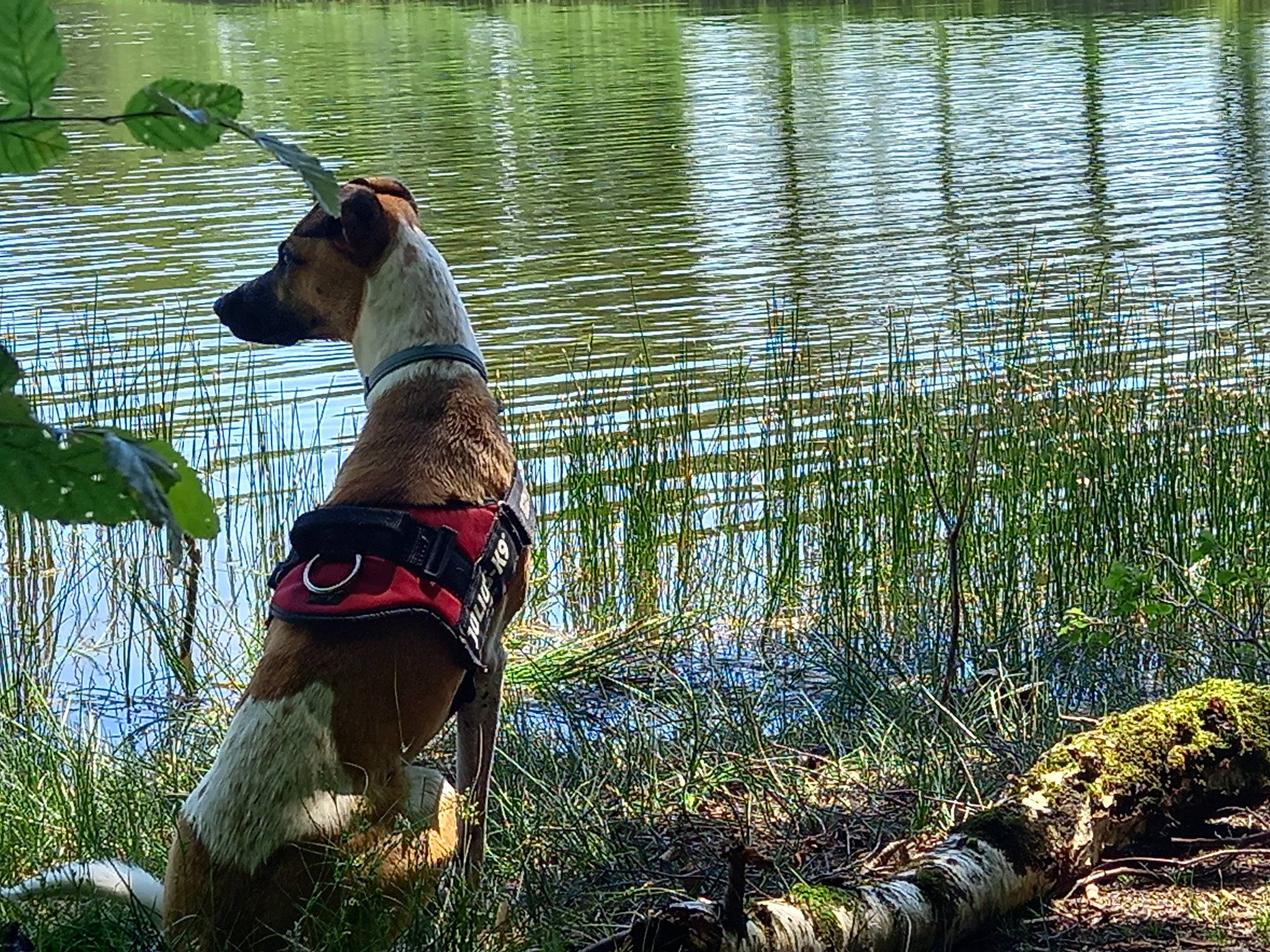 Hermès a rejoint le concours — aidez-le/la à gagner de superbes lots ! canidae, carnivore, collar, companion_dog, dog, dog_breed, dog_collar, dog_supply, fawn, grass, hound, lake, pet_supply, plant, rampur_greyhound, sighthound, sporting_group, tail, water, working_animal