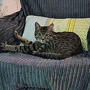 Thanos a rejoint le concours — aidez-le/la à gagner de superbes lots ! cat, tabby_cat, furniture, armchair, pillow, striped, pet, indoor, relaxed, stretching, cozy, animal, mammal, whiskers, ears, fur, cushion, home, resting, looking